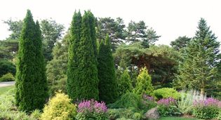 Кустарники, многолетние травы и цветы.