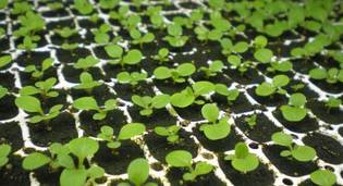 Сеянцы и укорененные Черенки