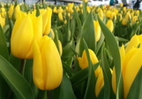 Тюльпан к 8 Марта!