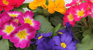 Цветы в горшках, кашпо и в кассете